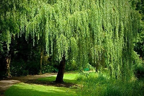 Weeping Willow Cutting - Bright Green - Wisconsin Weeping Willow (Salix babylonica) Root