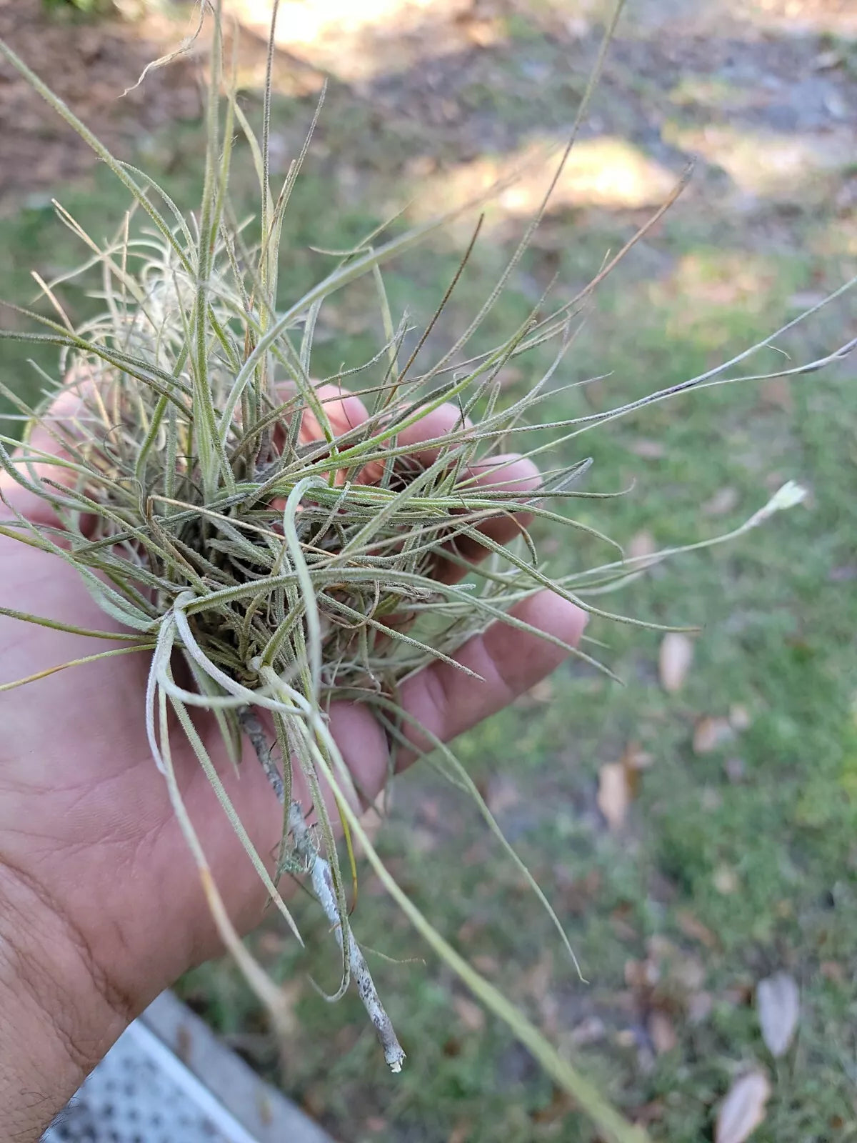 Large Live Tillandsia Air Plant Cluster - Organic Florida Ball Moss Terrarium