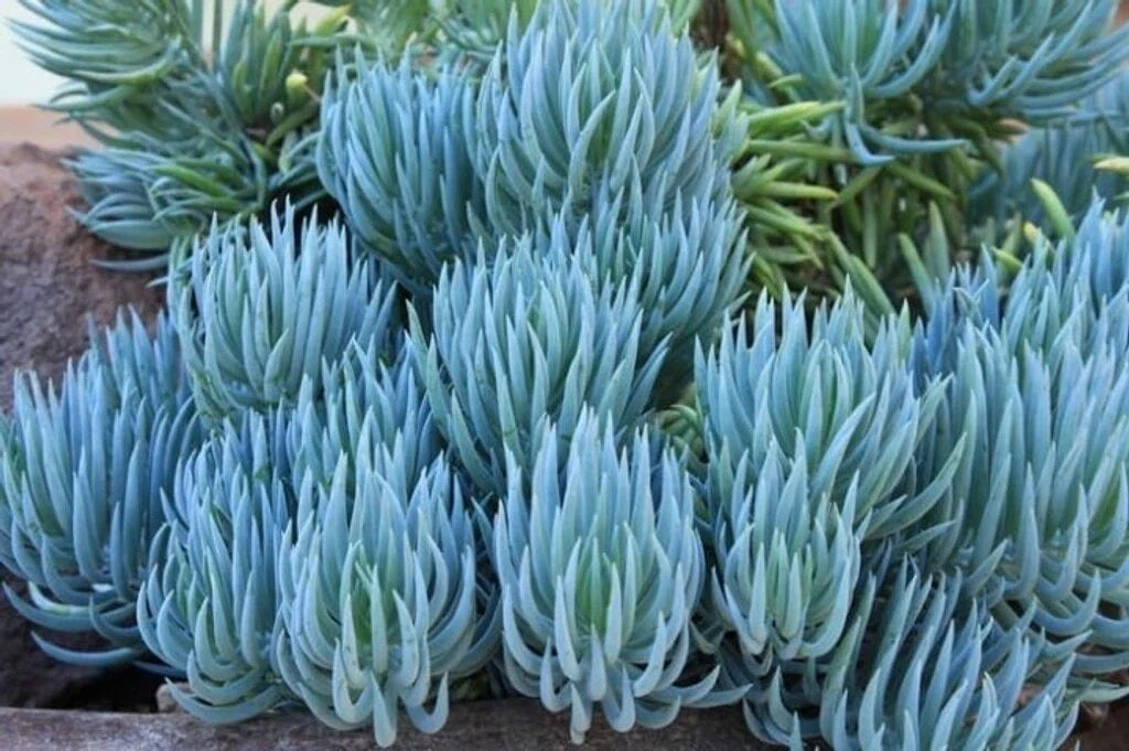 Blue Chalk Sticks Succulent Cutting - Healthy Rare Live Plant - Senecio mandraliscae - Easy Care Indoor Plant