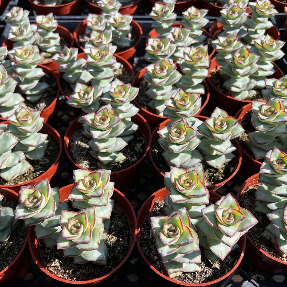 Crassula perforata Succulent – Live 4” Potted Plant, Stacked “String of Buttons” Variety, Easy-Care Indoor or Outdoor Decorative Succulent