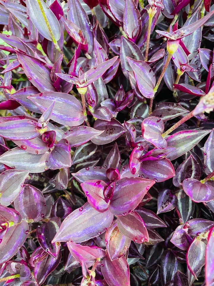 Wandering Jew Burgundy Cuttings – 5+ Purple Tradescantia Plant Cuttings – Live Unrooted Stems