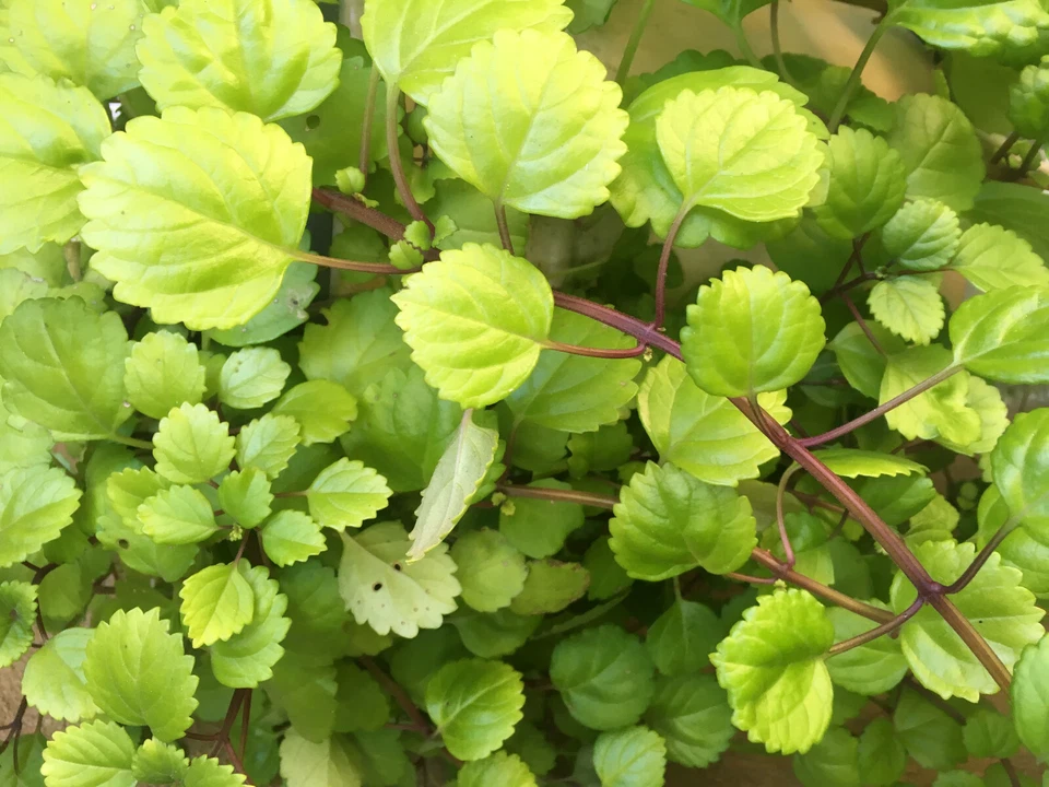 Swedish Ivy Cuttings – 4 Live Plectranthus Verticillatus Cuttings 5 Inch for Indoor Houseplant Growing