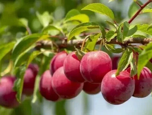 Plum Fruit Tree Cuttings – 3 Fresh Unrooted Prunus Cuttings for Rooting, Grafting, and Propagation