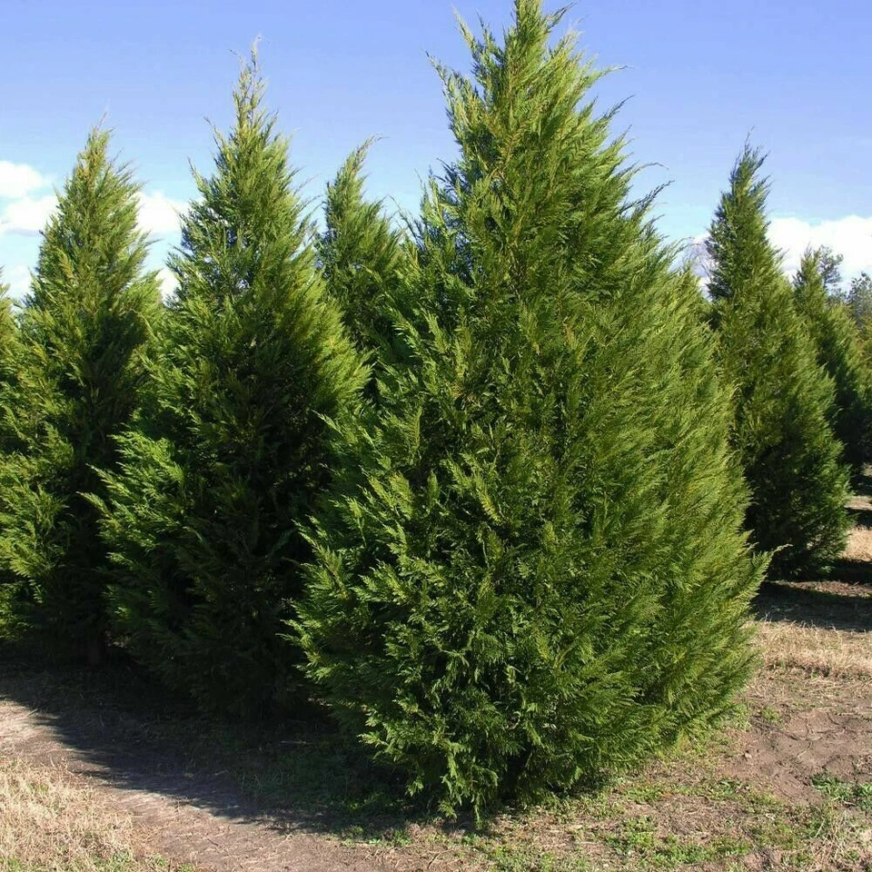 Leyland Cypress Tree Cuttings – 20 Live 7–8" Starter Cuttings, Fast-Growing Evergreen for Privacy Screens & Hedges, Year-Round Greenery