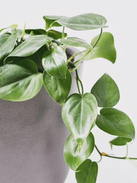 Philodendron cordatum Heart Leaf – 4 Rooting Cuttings (6–8”), Easy Indoor Vine Starter, Fresh Plant Clippings for Propagation