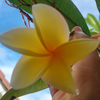 Yellow Plumeria Top Cutting – 8 Inch Unrooted Frangipani Cutting for Propagation