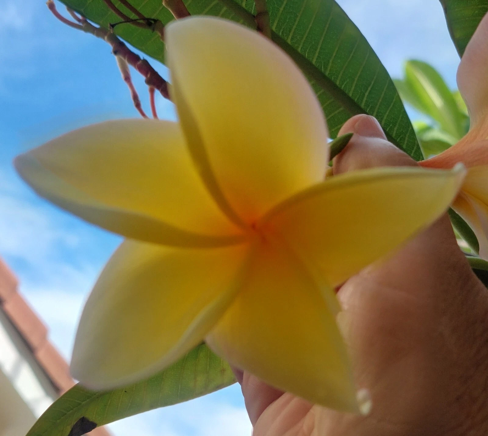 Yellow Plumeria Top Cutting – 8 Inch Unrooted Frangipani Cutting for Propagation