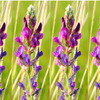 30 Purple LOCOWEED CRAZYWEED Oxytropis Lambertii Native Flower Seeds