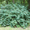 50 Tatarian Asian HONEYSUCKLE Lonicera Tatarica Pink Flower Shrub Bush Seeds