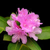 40 CAROLINA RHODODENDRON Carolinianum Dwarf Azalea Pink Purple Flower Shrub Seeds