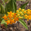 10 SILKY GOLD MILKWEED Butterfly Weed Asclepias Curassavica Monarch Flower Seeds