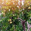Santol (Sandoricum koetjape)