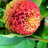 25 RED LIME QUEENY ZINNIA Elegans Green Queen Flower Seeds