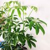 Schefflera Arboricola 'Dwarf Umbrella Plant' Seeds