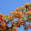 100 SEABERRY Sea Buckthorn Elaeagnus Hippophae Rhamnoides Orange Berry Fruit Shrub Yellow Flower Silver Foliage Seeds