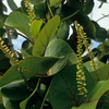 Sea Grape (Coccoloba uvifera)