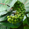 Sea Grape (Coccoloba uvifera)