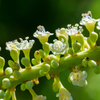 Sea Grape (Coccoloba uvifera)