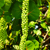 Sea Grape (Coccoloba uvifera)