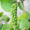 Sea Grape (Coccoloba uvifera)