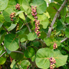 Sea Grape (Coccoloba uvifera)