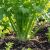 Celery Grow Kit