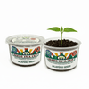 Cumin Grow Kit