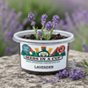 Lavender Grow Kit