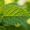 Lemon Balm Grow Kit