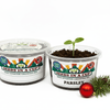Parsley Grow Kit