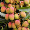Lychee 'Mauritius' (Litchi chinensis)