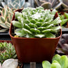 Sempervivum Cob Web