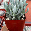 Senecio Blue Chalk Sticks