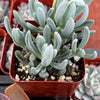 Senecio Blue Chalk Sticks