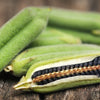 1500 BLACK SESAME Sesamum Indicum Vegetable Flower Seeds