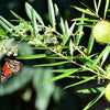 10 BALLOON MILKWEED Hairy Balls Butterfly Weed Asclepias Gomphocarpus Physocarpus Monarch Flower Seeds