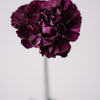 50 BLACK CARNATION King of Blacks Dianthus Caryophyllus Grenadin Double Flower Seeds