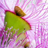 50 RED FLOWERING EUCALYPTUS Sideroxylon Mugga Ironbark Tree Seeds