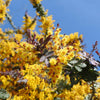 10 PURPLE ACACIA Baileyana Purpurea Fernleaf Mimosa Cootamundra Wattle Tree Yellow Flower Seeds