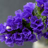 50 Purple STATICE / SEA LAVENDER Limonium Sinuatum Flower Seeds