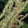1000 COMMON MUGWORT Artemisia Vulgaris Wild Wormwood Herb Yellow Red Flower Seeds