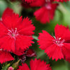 100 RED CARDINAL DIANTHUS Deltoides Flower Seeds