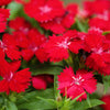 100 RED CARDINAL DIANTHUS Deltoides Flower Seeds