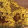 50 CLIMBING HYDRANGEA Anomala Petiolaris Vine Flower Seeds
