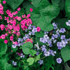 500 Oculata MIXED COLORS VISCARIA (Rose of Heaven / Rose Angel) Silene Coeli-Rosa Flower Seeds