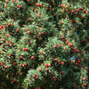 10 ENGLISH YEW Taxus Baccata Tree Shrub Conifer Sun or Shade Red Ornamental Berry Seeds
