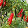 300 THIN CAYENNE PEPPER Hot Chili Long Green Red Slim Capsicum Vegetable Seeds