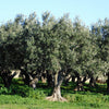 15 EUROPEAN OLIVE TREE Olea Europaea Edible Common Green Black Fruit Seeds