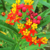 100 SUNSET MILKWEED Asclepias Curassavica Scarlet Blood Flower Red Orange Butterfly Weed Seeds
