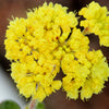 20 YELLOW SAND VERBENA Coastal Abronia Latifolia Arenaria Flower Seeds